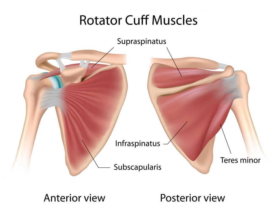 radial cuff