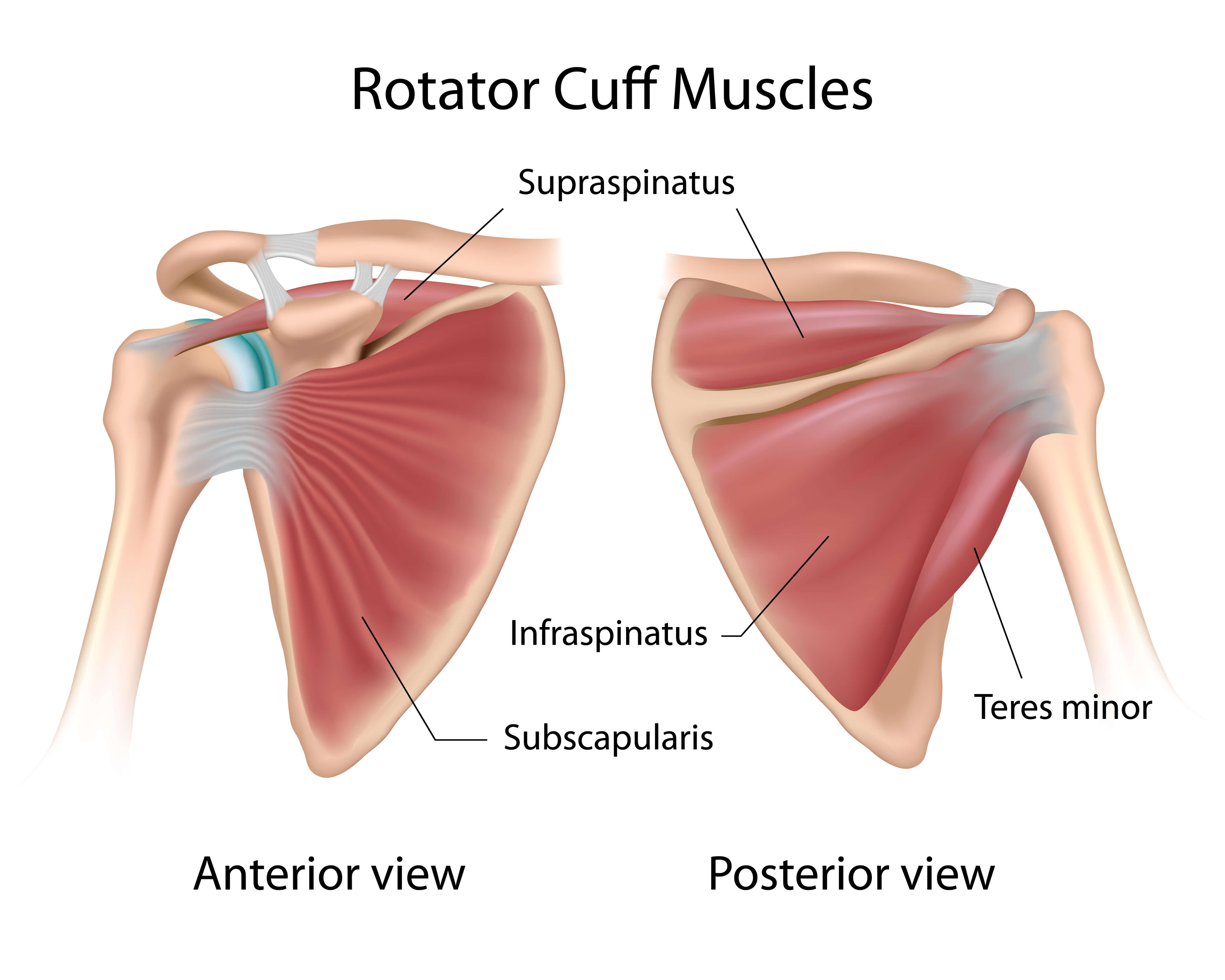 Understanding Rotator Cuff Tears Symptoms and Treatments Orthopaedic