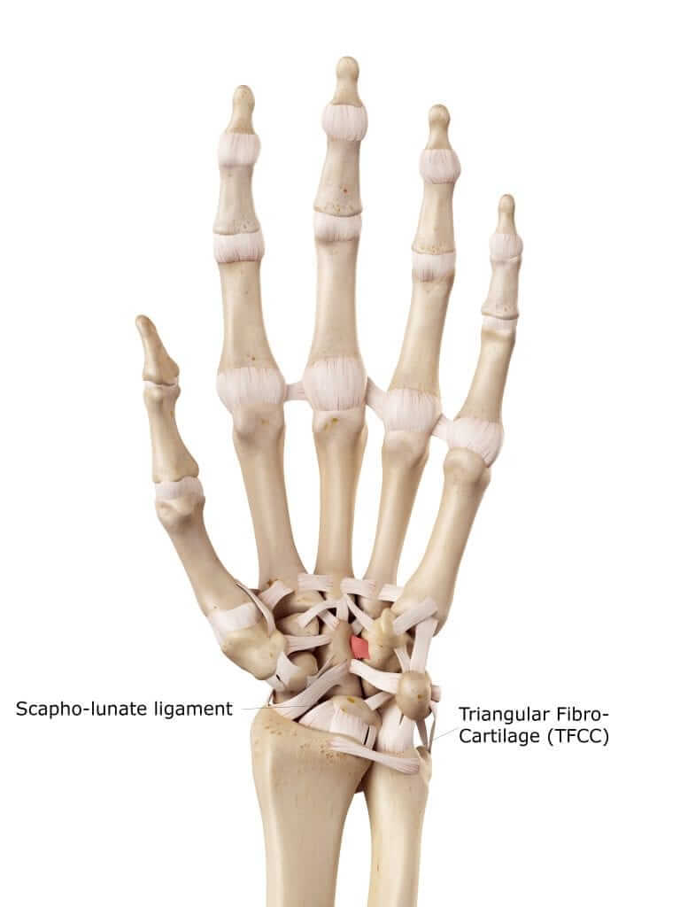 Wrist Ligament Injuries Orthopaedic Surgeon Adelaide Providing
