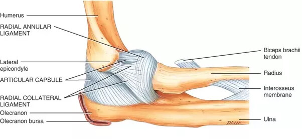 Elbow Anatomy Olecranon Bursa
