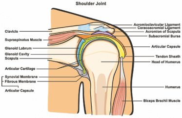 Anatomy and Function of the Shoulder